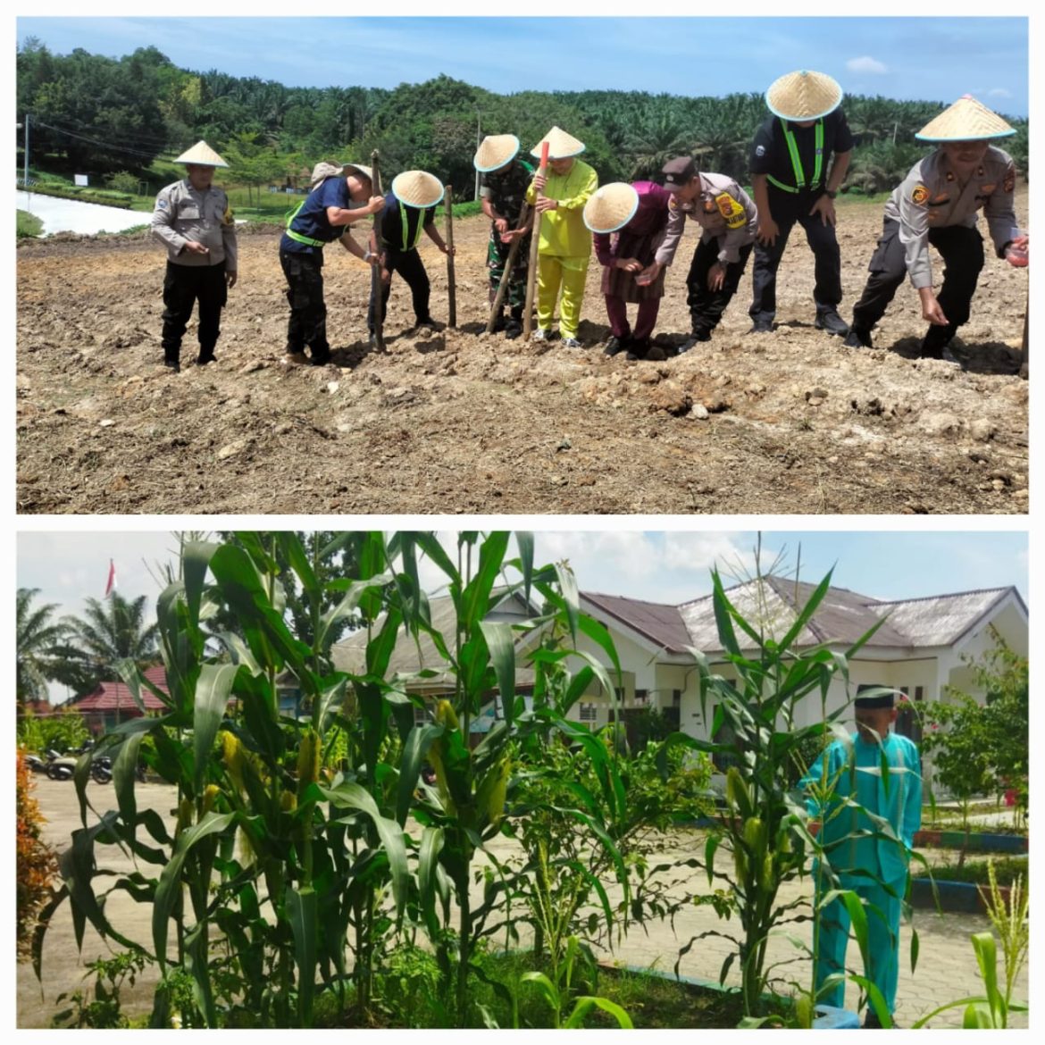Upika Tualang Gelar Menanam Jagung Serentak, Puskesmas Tualang Panen